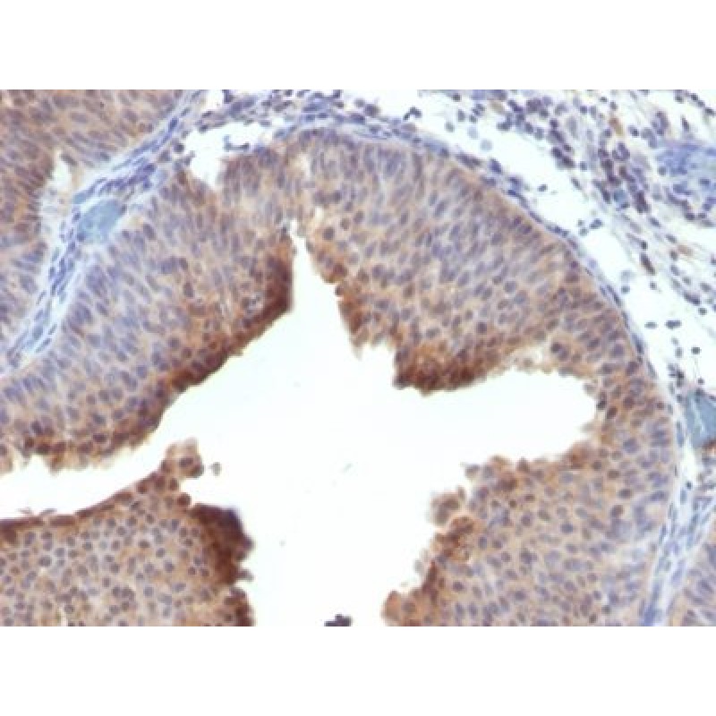 Cytokeratin 6(LHK6), CF405S conjugate, 0.1mg/mL