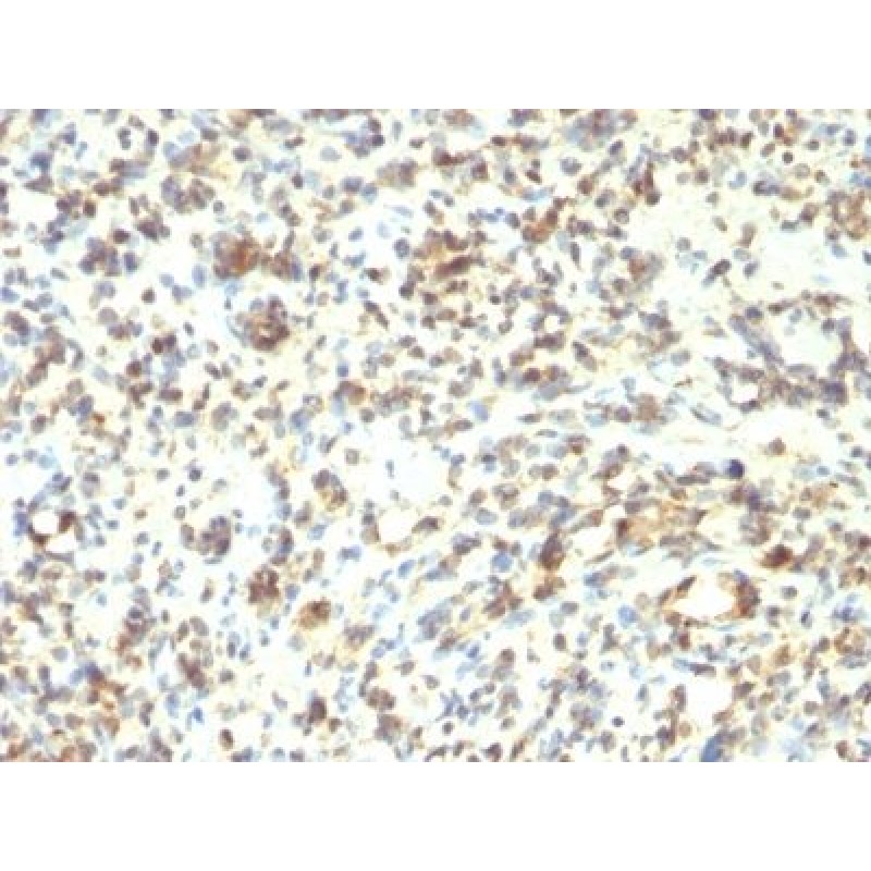 MyoD1(5.8A + MYD712), CF405S conjugate, 0.1mg/mL