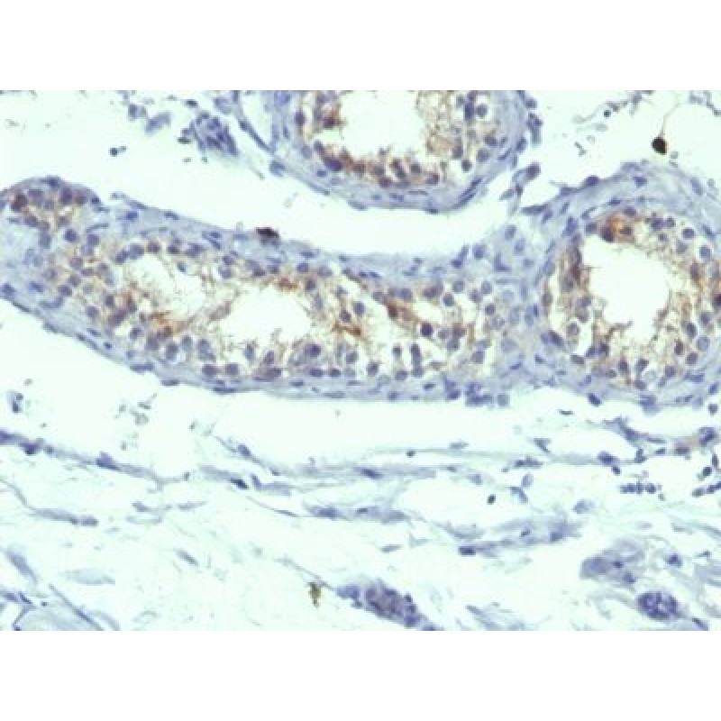 Prolactin Receptor(B6.2 + PRLR742), CF405S conjugate, 0.1mg/mL