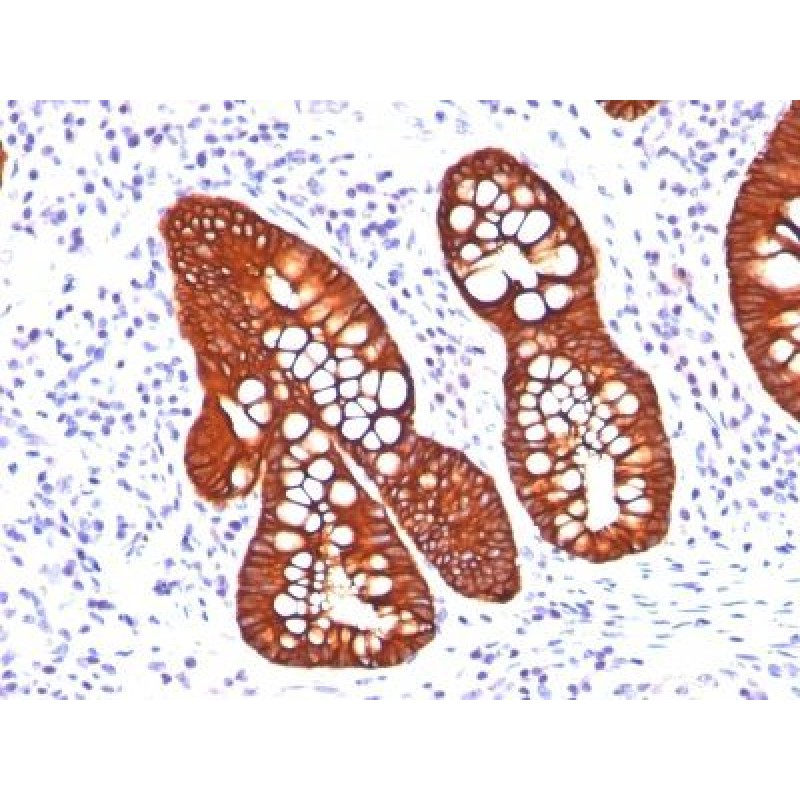Cytokeratin 19(A53-B/A2.26 + BA17), CF405S conjugate, 0.1mg/mL