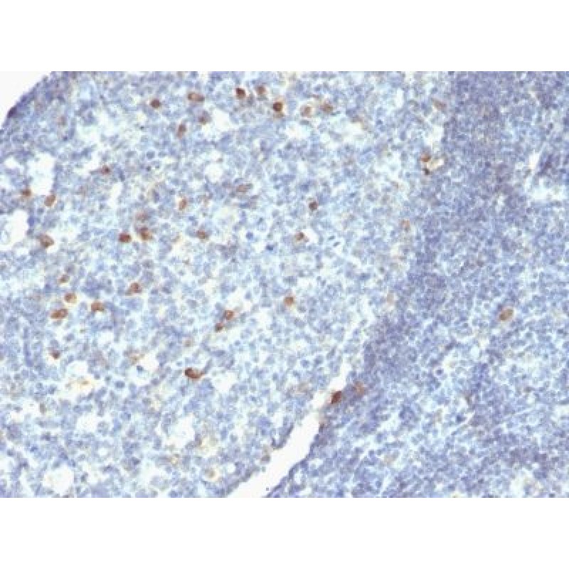 IgM Immunoglobulin(Cocktail), CF405S conjugate, 0.1mg/mL