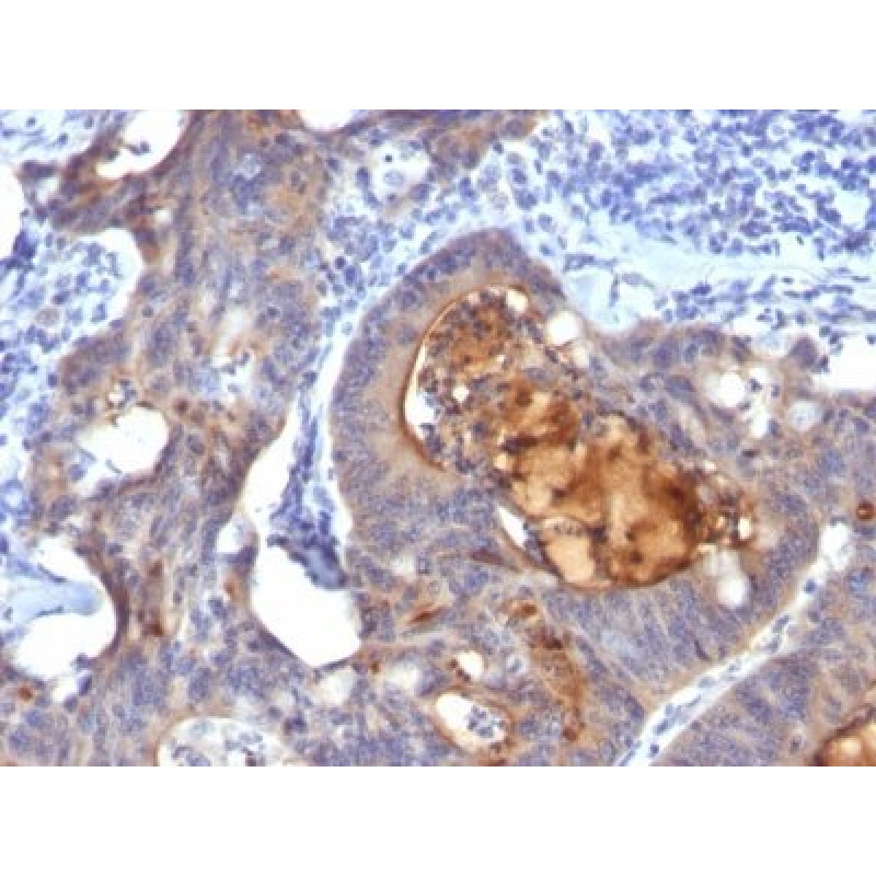 IgA Secretory Component(ECM1/792), CF405S conjugate, 0.1mg/mL