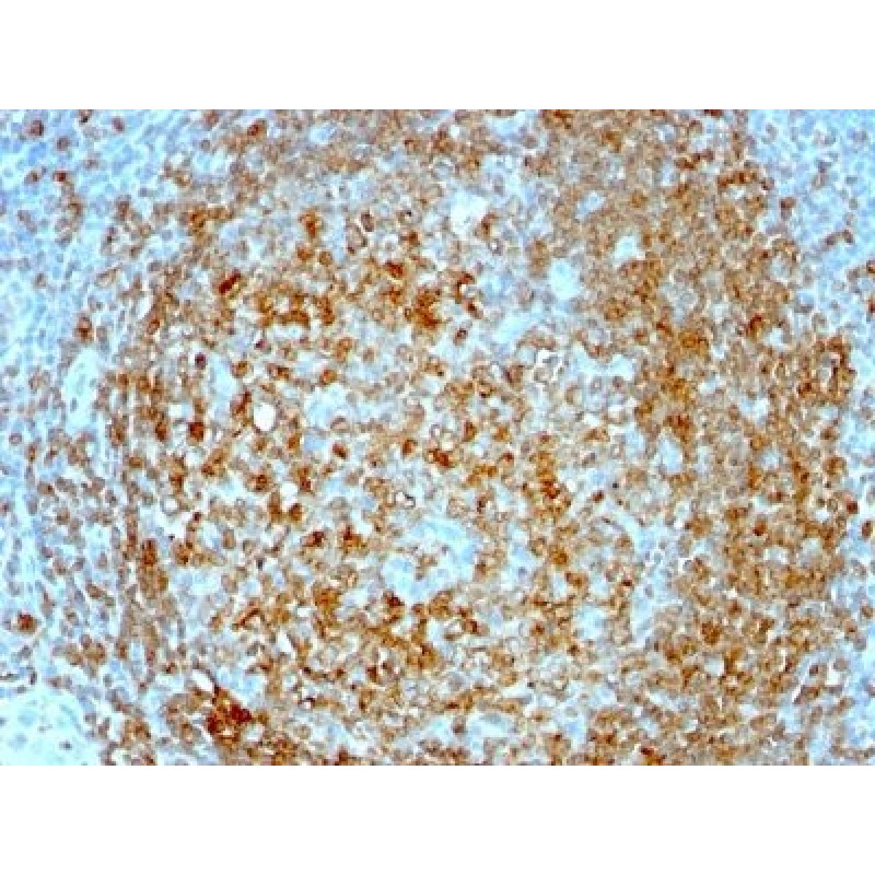 CD74(CLIP/813), CF405S conjugate, 0.1mg/mL