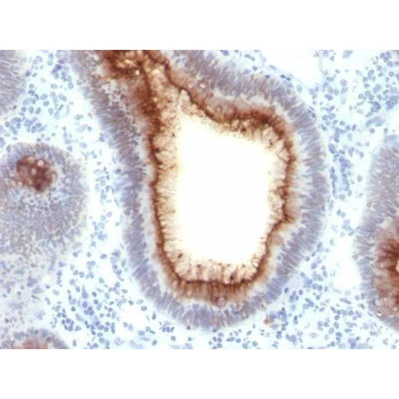 CD66 (CEA)(C66/1009), CF405S conjugate, 0.1mg/mL