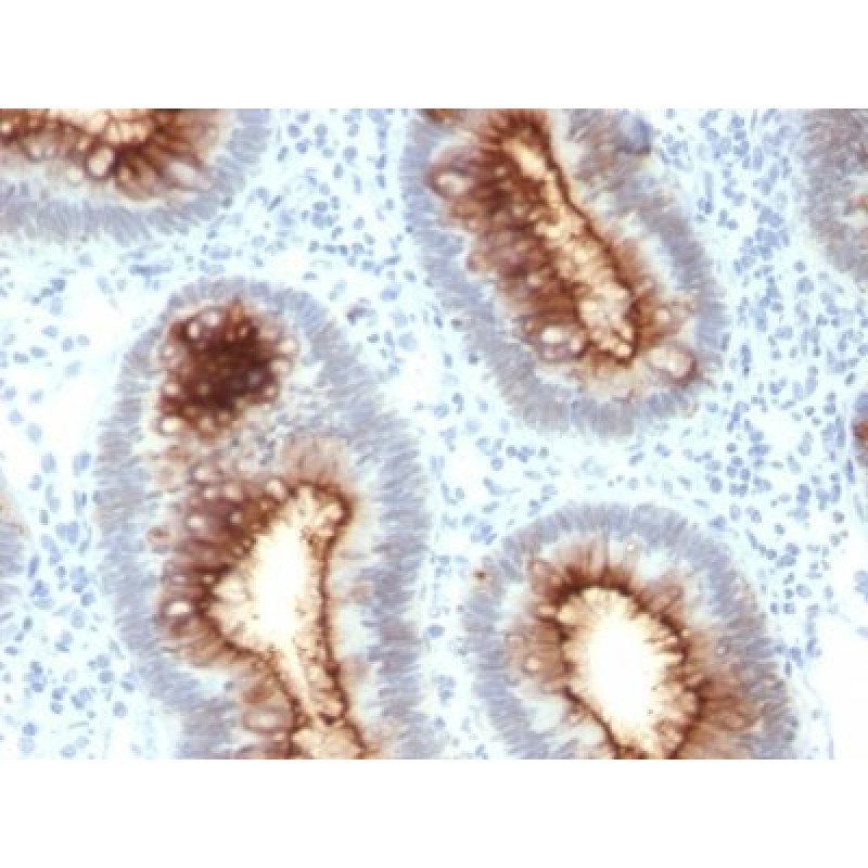 CD66 (CEA)(C66/1030), CF405S conjugate, 0.1mg/mL