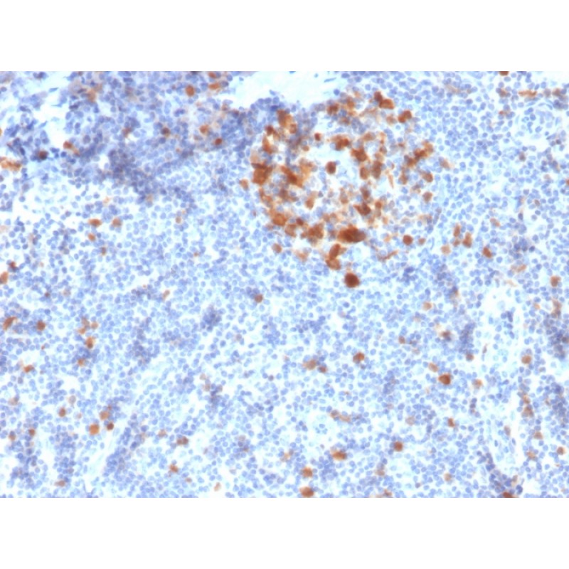 Cdk1 / p34cdc2 Serine-Threonine Kinase(A17.1.1), CF405S conjugate, 0.1mg/mL