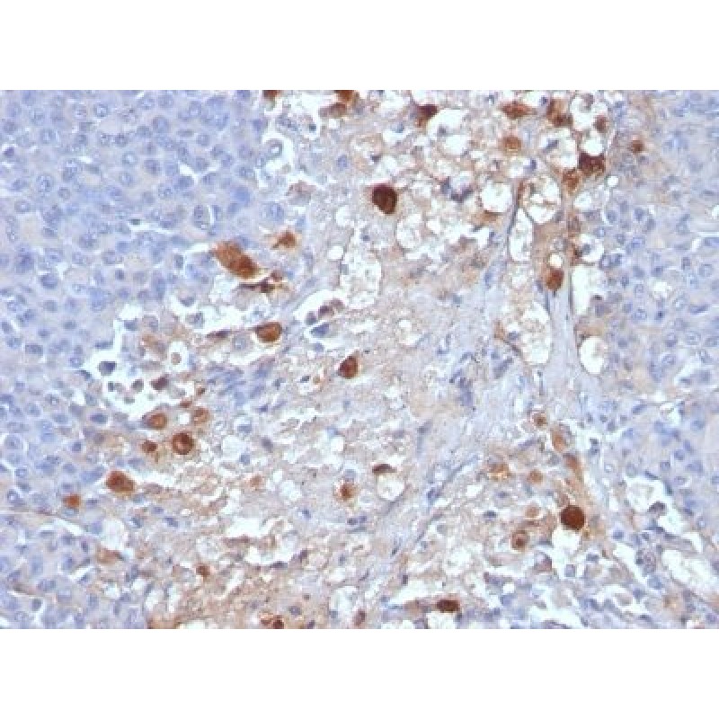 MCAM / MUC18 / Mucin 18 / CD146(MCAM/1101), CF405S conjugate, 0.1mg/mL