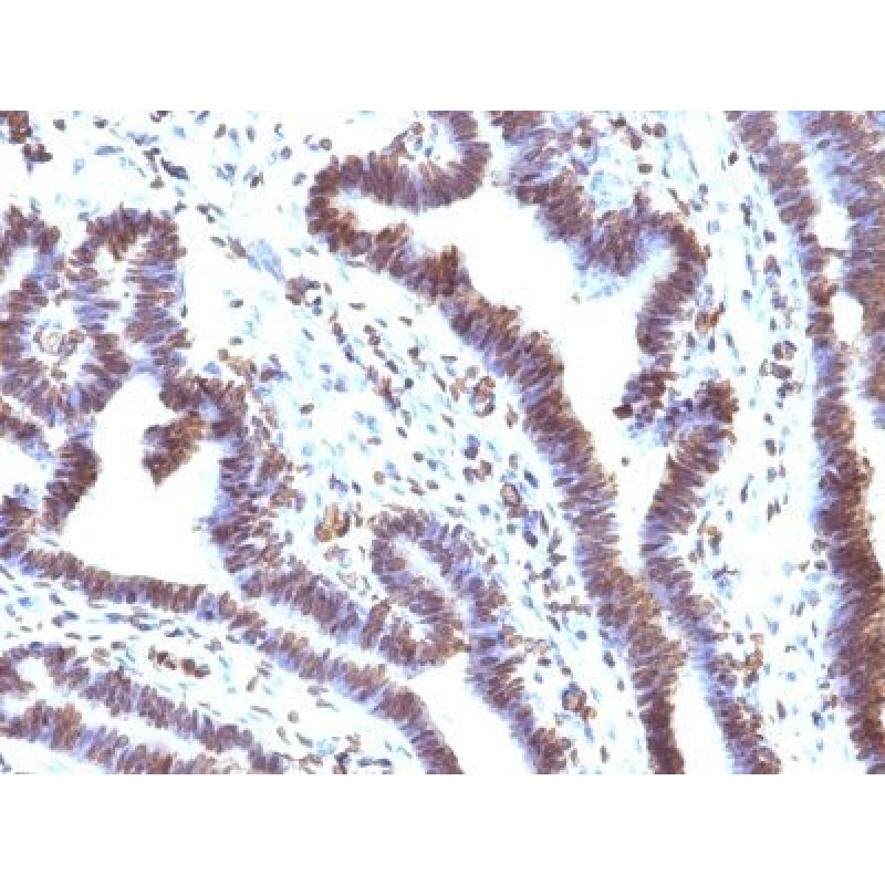 EMI1(EMI1/1176), CF405S conjugate, 0.1mg/mL