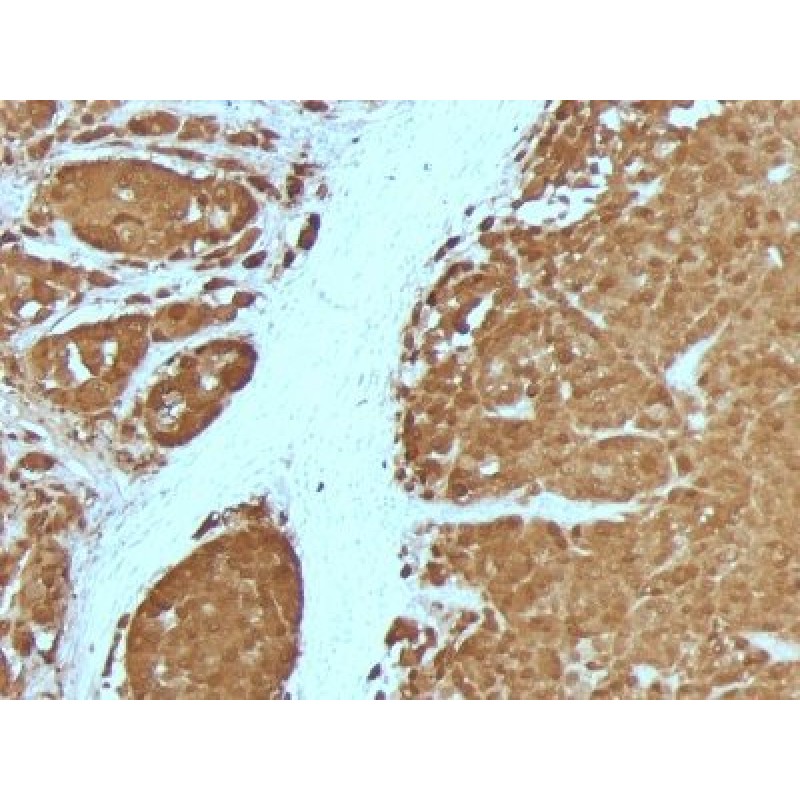 S100B(4C4.9 + S100B/1012), 0.2mg/mL