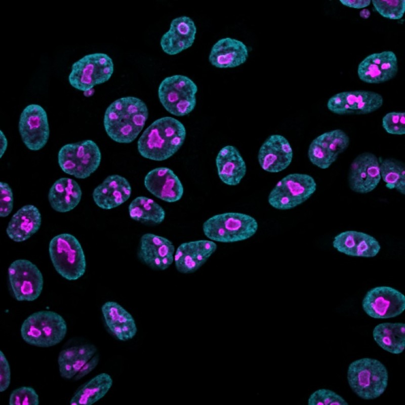 Nucleolin(364-5 + NCL/902), CF405S conjugate, 0.1mg/mL