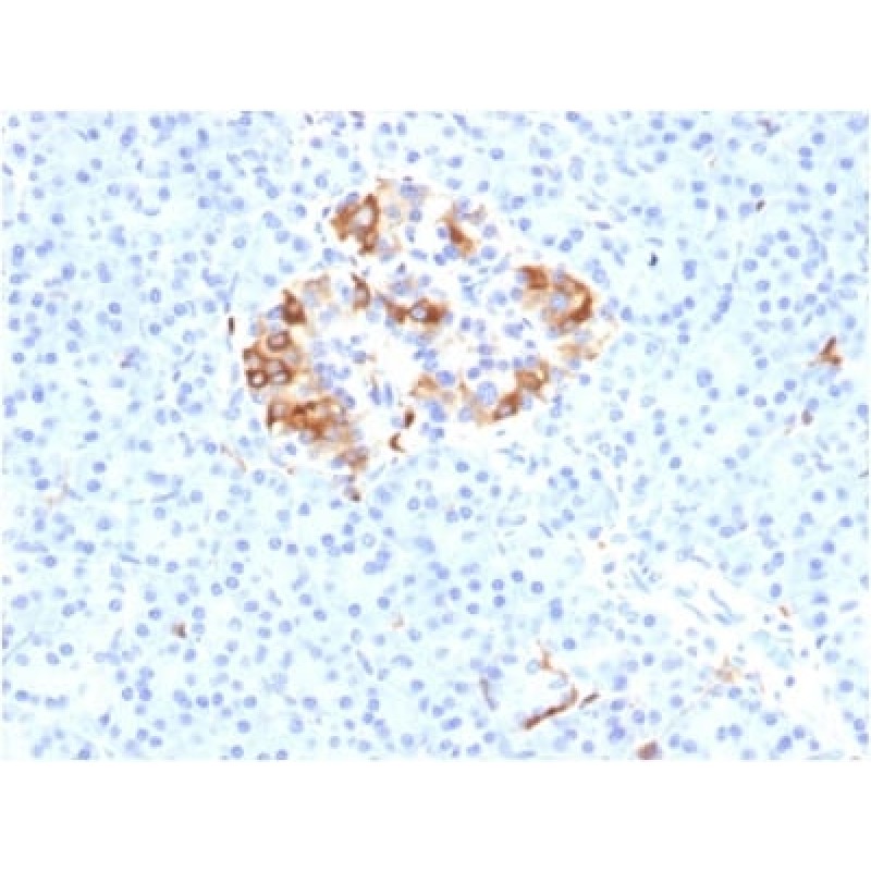 Ferritin, Light Chain (FTL) (Microglia Marker) (FTL/1389), CF405S conjugate, 0.1mg/mL