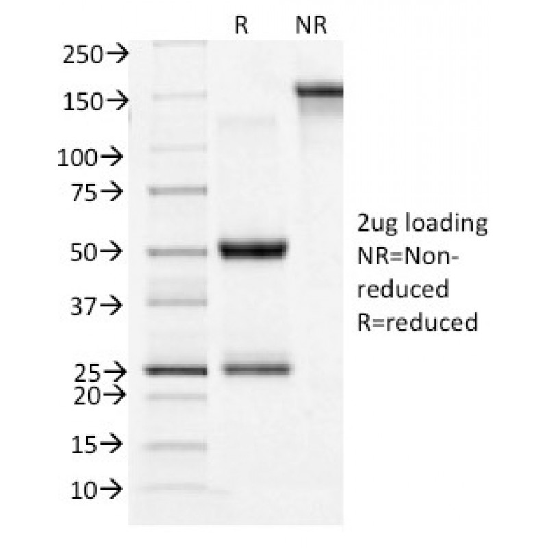 CD71 / Transferrin Receptor (TFRC)(TFRC/1396), CF405S conjugate, 0.1mg/mL