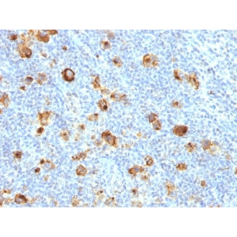 CD15 / FUT4 (Reed-Sternberg Cell Marker) (FUT4/1478R), CF405S conjugate, 0.1mg/mL