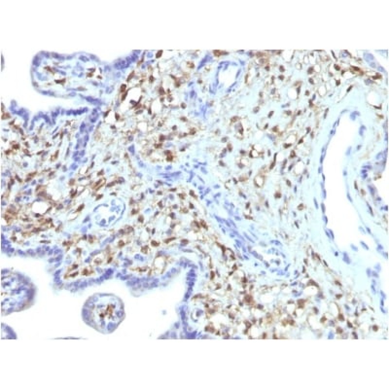 S100A4 (Marker of Tumor Metastasis) (S100A4/1481), CF405S conjugate, 0.1mg/mL