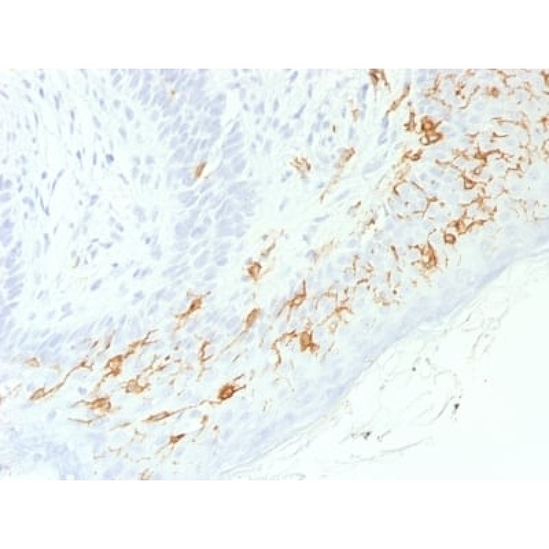 CD1a / HTA1 (Mature Langerhans Cells Marker) (C1A/1506R), CF405S conjugate, 0.1mg/mL