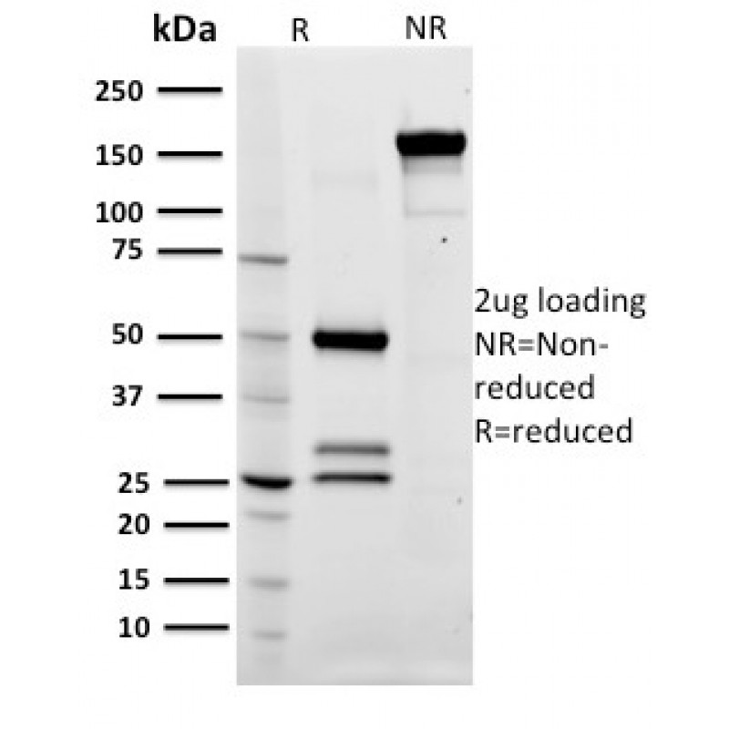 CD79a (B-Cell Marker)(ZL7-4), CF405S conjugate, 0.1mg/mL