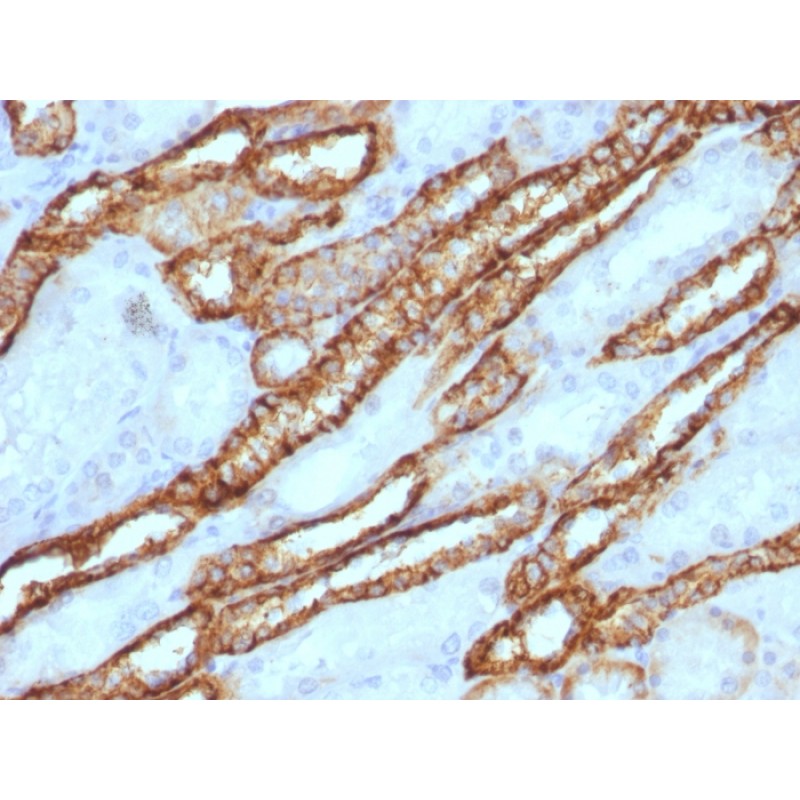 Ksp-Cadherin (Kidney-Specific Cadherin) / CDH16, CF405S conjugate, 0.1mg/mL
