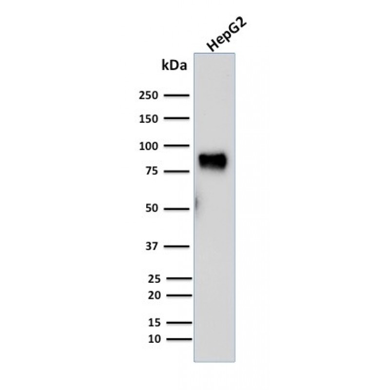 MDM2(SMP14), CF405S conjugate, 0.1mg/mL