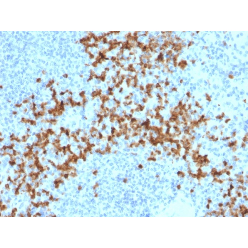 MMP9 (Matrix Metalloproteinase 9)(2C3), CF405S conjugate, 0.1mg/mL