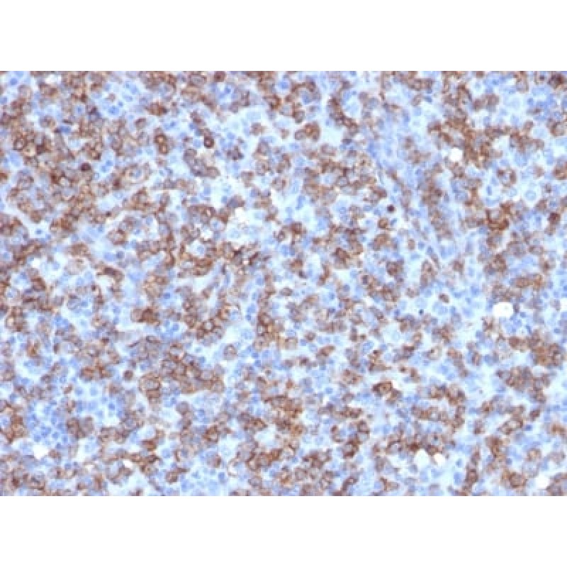 CD8A (Cytotoxic- & Suppressor T-Cell Marker) (C8/1779R), CF405S conjugate, 0.1mg/mL
