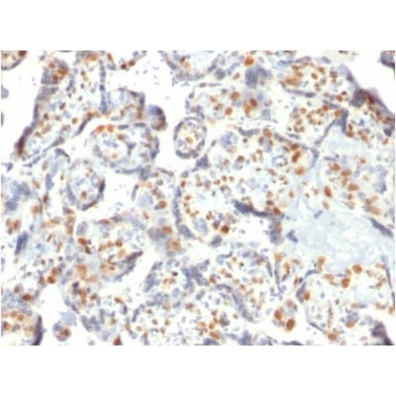 DNMT3A / DNA Methyltransferase 3 Alpha (PCRP-DNMT3A-1E2), CF405S conjugate, 0.1mg/mL