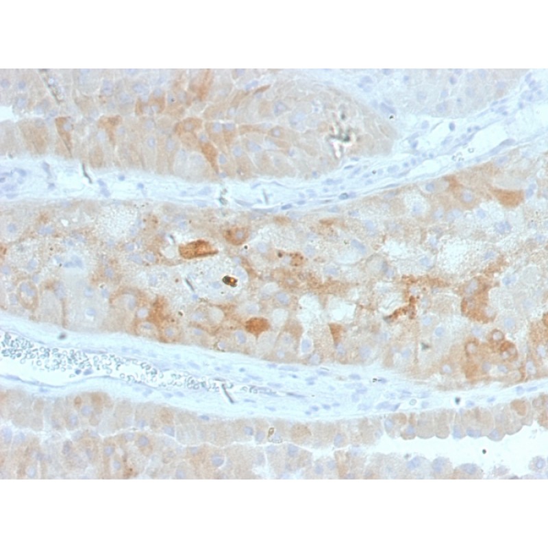 ROR2(ROR2/1912), CF405S conjugate, 0.1mg/mL