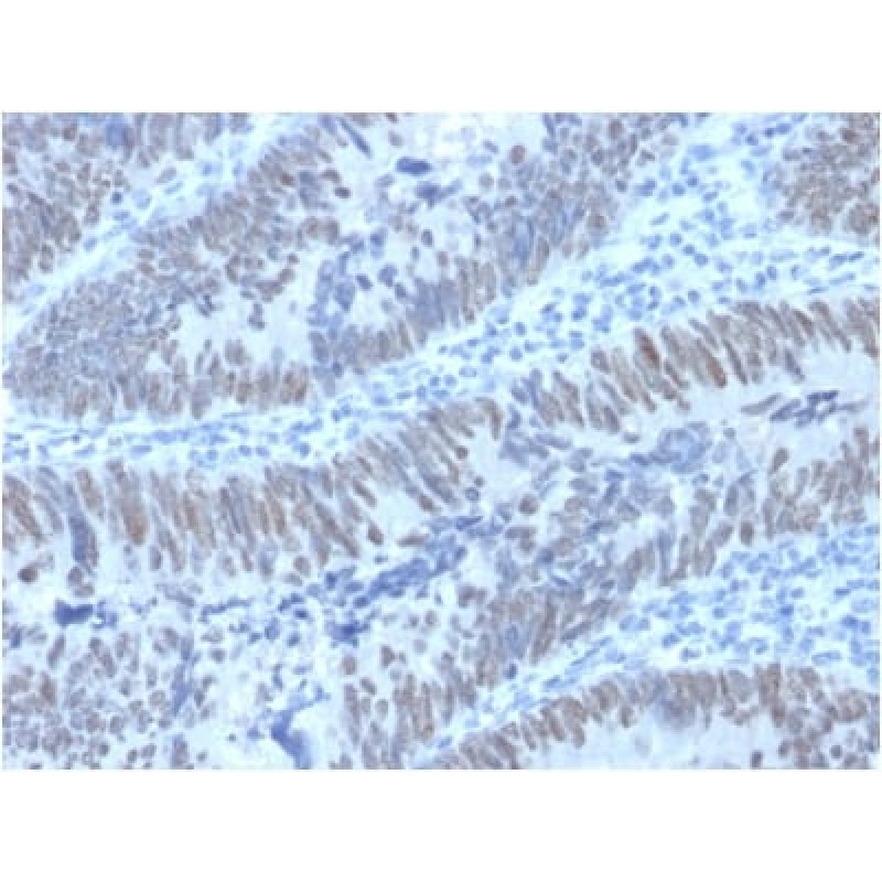 CDX2 / Caudal Type Homeobox 2 (GI Epithelial Marker) (PCRP-CDX2-1A3), CF405S conjugate, 0.1mg/mL