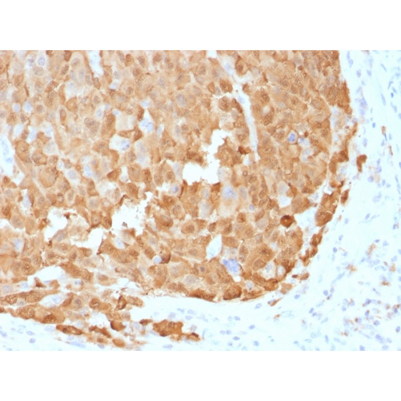 S100A1 (Melanoma Marker)(S100A1/1942), CF405S conjugate, 0.1mg/mL