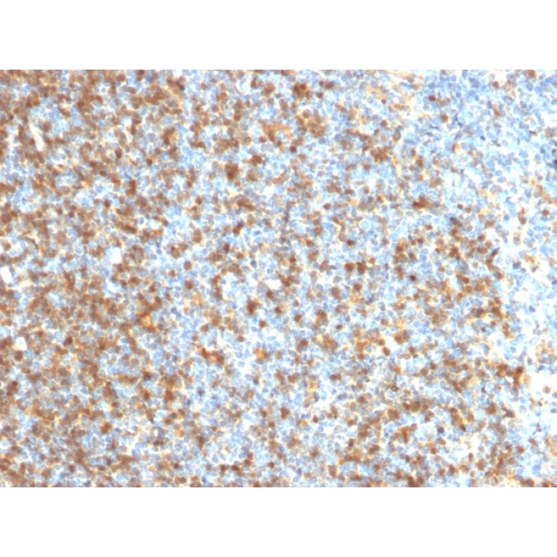 LMO2 (B-Cell Marker)(LMO2/1971), CF405S conjugate, 0.1mg/mL