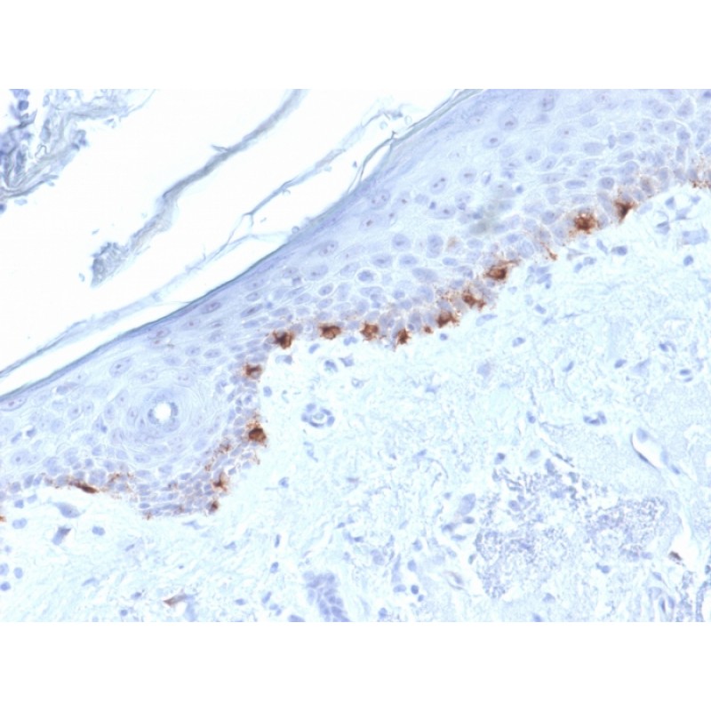 Tyrosinase-Related Protein-1 (TYRP-1) (Melanoma Marker) (TYRP1/1986), CF405S conjugate, 0.1mg/mL