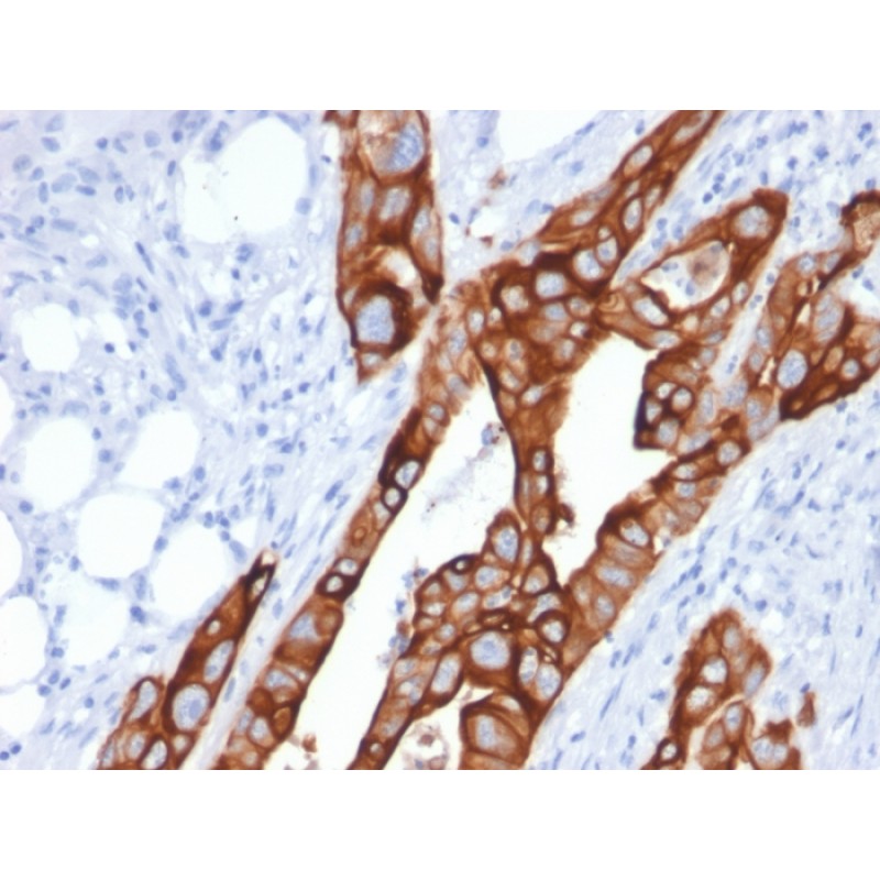 Cytokeratin 20 (KRT20) (Colorectal Epithelial Marker)(KRT20/1991), CF405S conjugate, 0.1mg/mL