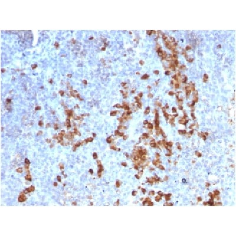 Human Kappa Light Chain / IGKC (B-Cell Marker) (rKLC709), CF405S conjugate, 0.1mg/mL