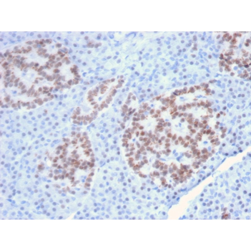 HNF1A (Pancreatic Tumor Suppressor)(HNF1A/2087), CF405S conjugate, 0.1mg/mL