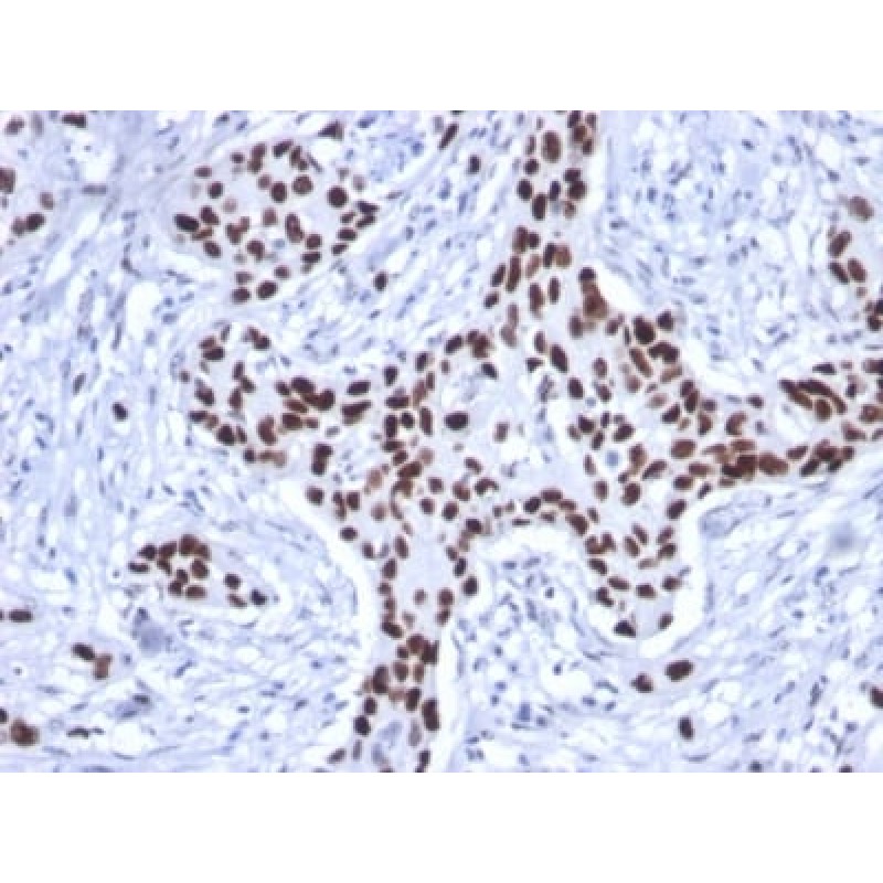 p53 Tumor Suppressor Protein (rTP53/1739), CF405S conjugate, 0.1mg/mL