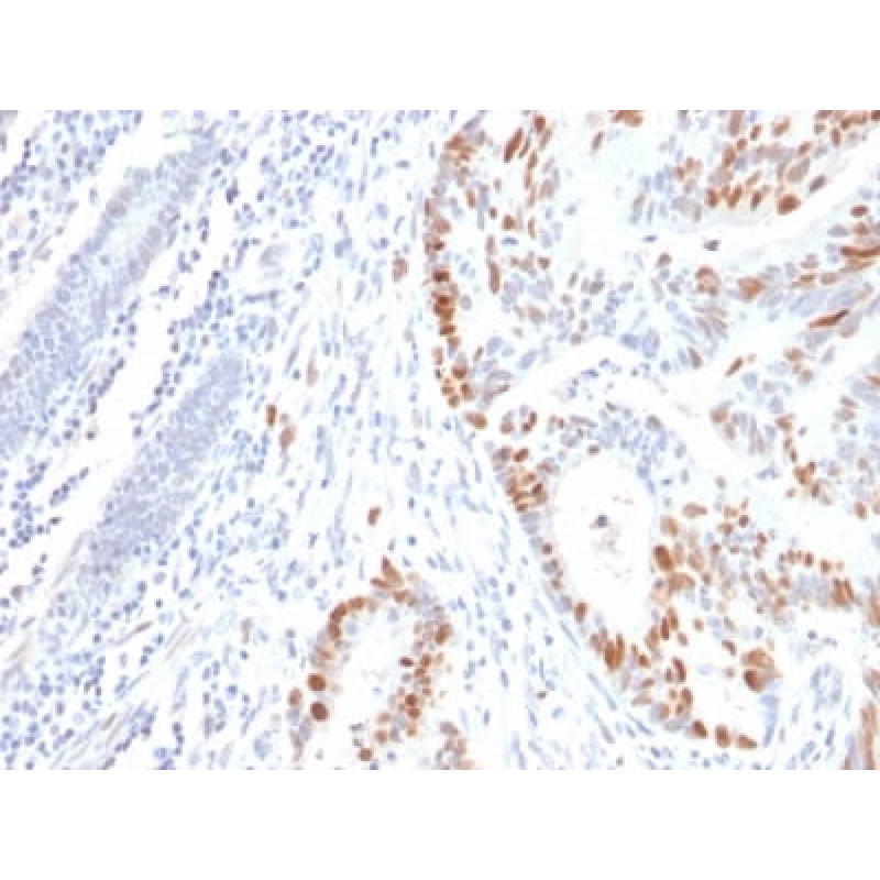 p53 Tumor Suppressor Protein (rBP53-12), CF405S conjugate, 0.1mg/mL