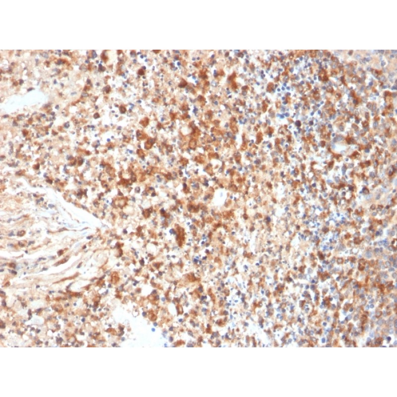 HSV1 (Herpes Simplex Virus Type I)(HSVI/2095), CF405S conjugate, 0.1mg/mL