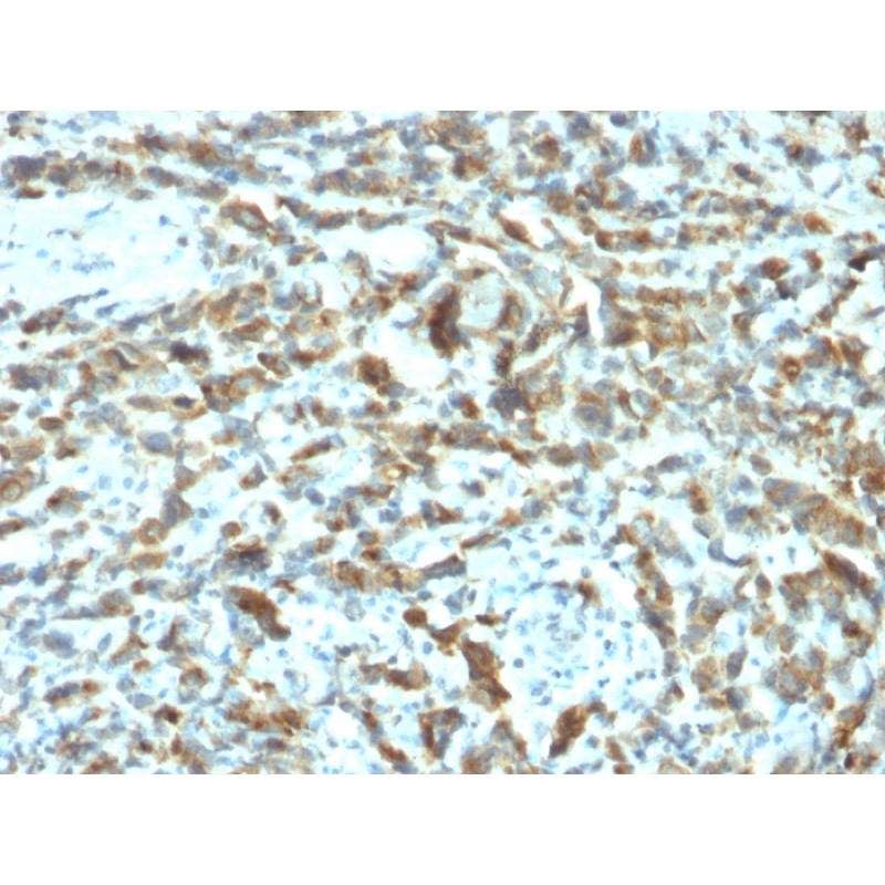 pS2 / pNR-2 / TFF1 (Estrogen-Regulated Protein)(TFF1/2133), CF405S conjugate, 0.1mg/mL