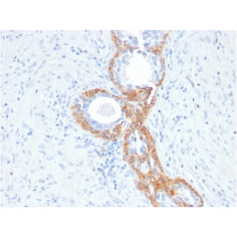 Cytokeratin, Basic (Type II or HMW)(rKRTH/2148), CF405S conjugate, 0.1mg/mL