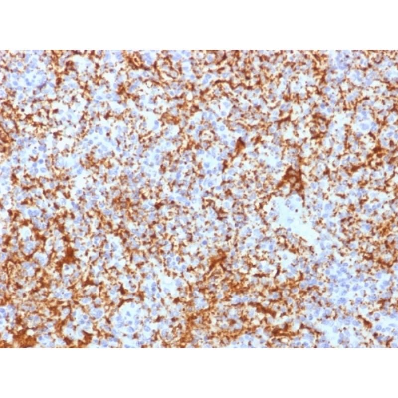 CD61 / Integrin 3 / Platelet Glycoprotein IIIa (Platelet Marker)(ITGB3/2166R), CF405S conjugate, 0.1mg/mL