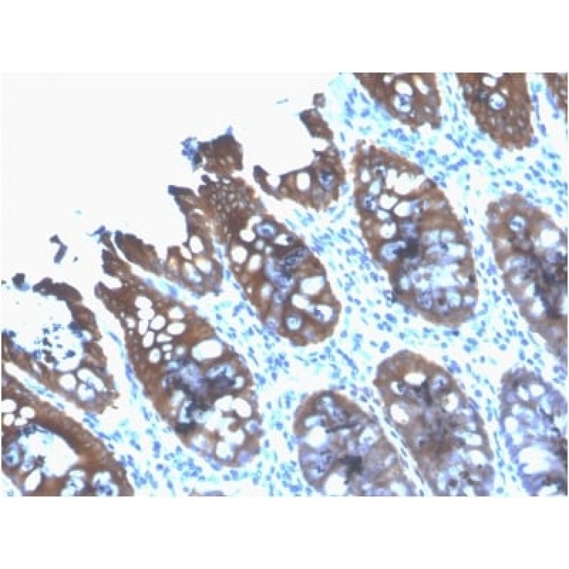 Cytokeratin 8 (KRT8) (rB22.1), CF405S conjugate, 0.1mg/mL
