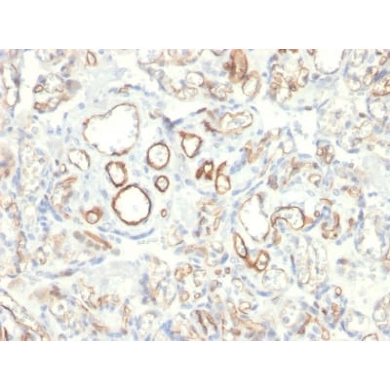 Podocalyxin (PODXL) (Hematopoietic Stem Cell Marker) (PODXL/2185), CF405S conjugate, 0.1mg/mL