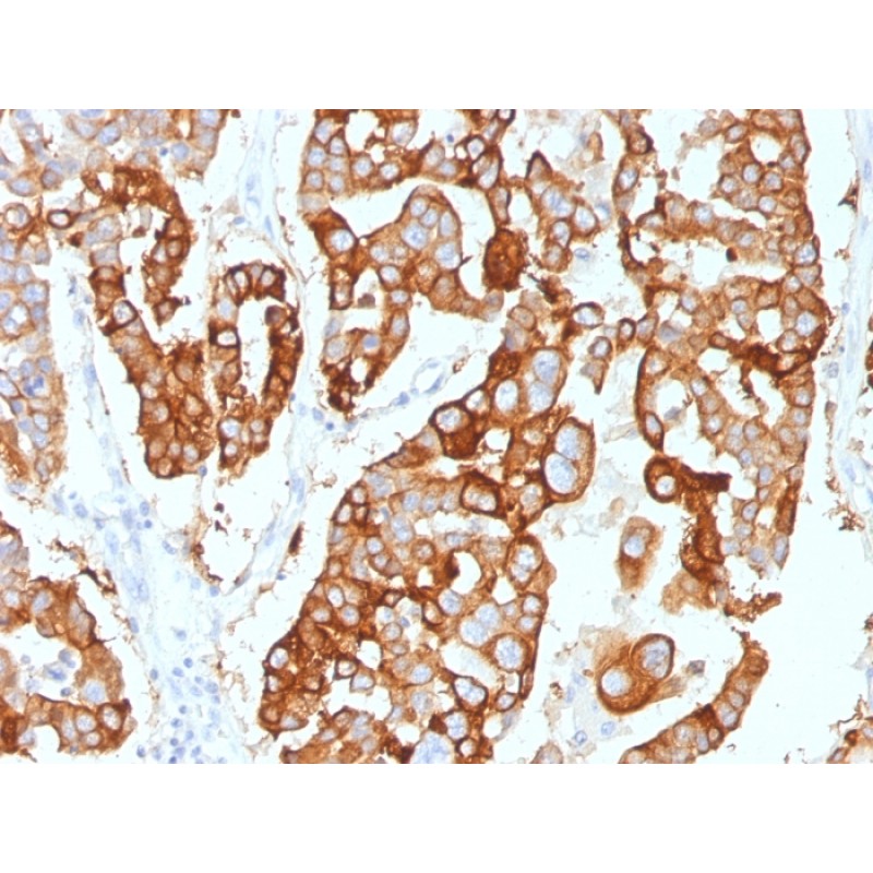 Cytokeratin 7 (Glandular and Transitional Epithelial Marker)(KRT7/2200), CF405S conjugate, 0.1mg/mL