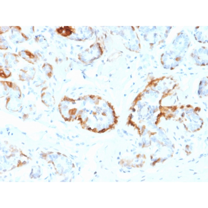 Crystallin Alpha B(CPTC-CRYAB-1), CF405S conjugate, 0.1mg/mL