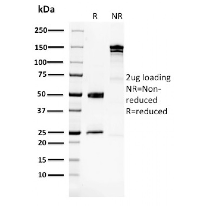 Glucose 6-Phosphate Isomerase(CPTC-GPI-1), CF405S conjugate, 0.1mg/mL