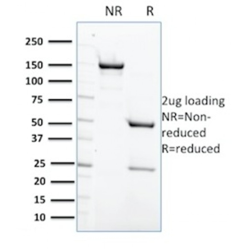 Protein Tyrosine Phosphatase, non-receptor type 6(CPTC-PTPN6-2), CF405S conjugate, 0.1mg/mL