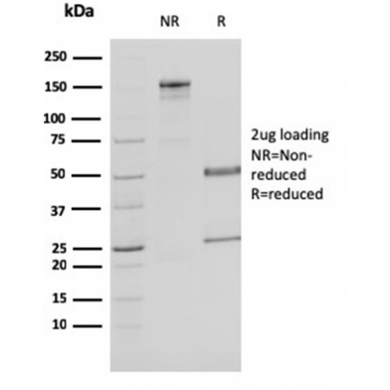 Malate dehydrogenase 1 NAD (soluble)(CPTC-MDH1-1), CF405S conjugate, 0.1mg/mL