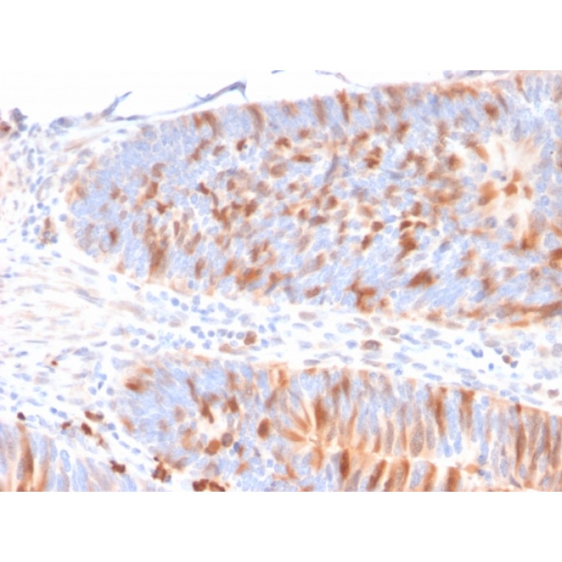 MBD1 (Methyl-CpG Binding Domain Protein 1)(CPTC-MBD1-1), CF405S conjugate, 0.1mg/mL
