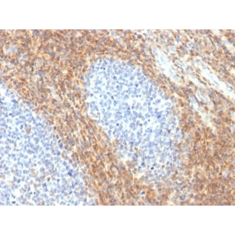 CD52 (Epididymis-Specific Protein 5) (CD52/2276R), CF405S conjugate, 0.1mg/mL