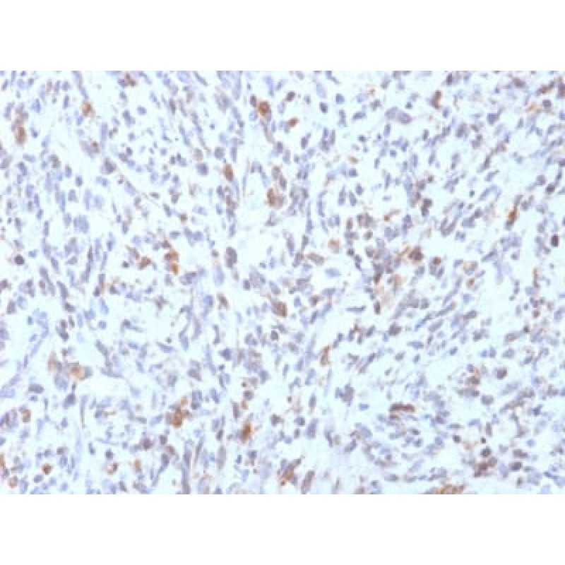 MyoD1 (Rhabdomyosarcoma Marker) (rMYD712), CF405S conjugate, 0.1mg/mL