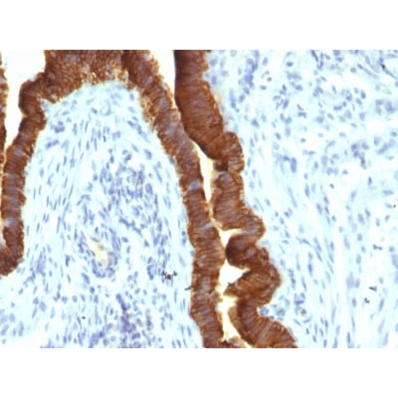 Ep-CAM / CD326 (Epithelial Marker) (rEGP40/1110), CF405S conjugate, 0.1mg/mL